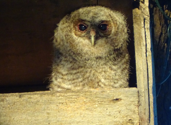 Chouette hulotte (Strix aluco) juvénile © Jean-Luc Allard